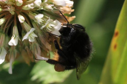 Bombus lapidarius